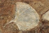 Three Fossil Ginkgo Leaves From North Dakota - Paleocene #188837-1